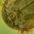 Triops_cancriformis_bh1951