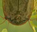 Triops_cancriformis_bh1958