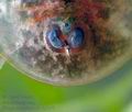 Triops_cancriformis_cb5379s