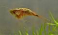 Triops_cancriformis_cb5391