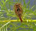 Triops_cancriformis_cb5440