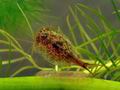 Triops_cancriformis_cb5450