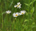 Tripleurospermum_inodorum_bc7191