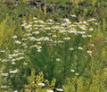 Tripleurospermum_inodorum_bs0362