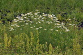 Tripleurospermum_inodorum_bs0369