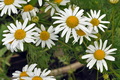 Tripleurospermum_inodorum_bs0371