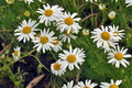 Tripleurospermum_inodorum_bs0375