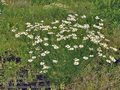 Tripleurospermum_inodorum_bs0384