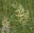 Trisetum_flavescens_ab5248