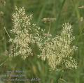 Trisetum_flavescens_ab5255