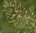 Trisetum_flavescens_ab5266