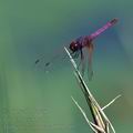 Trithemis_annulata_bb9209