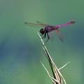 Trithemis_annulata_bb9211