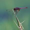 Trithemis_annulata_bb9212