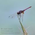 Trithemis_annulata_bb9220