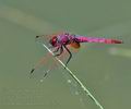 Trithemis_annulata_bg7626