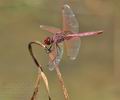 Trithemis_annulata_bg7647