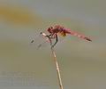 Trithemis_annulata_bg7653