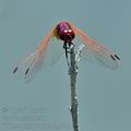 Trithemis_annulata_bg7721