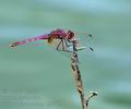 Trithemis_annulata_bg7782