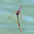 Trithemis_annulata_bg7783