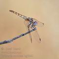 Trithemis_annulata_bg7940