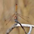 Trithemis_annulata_bg7963