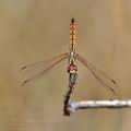 Trithemis_annulata_bg7967