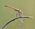 Trithemis_annulata_bg7973