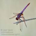 Trithemis_annulata_bg8001