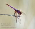 Trithemis_annulata_bg8005