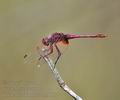 Trithemis_annulata_bg8037