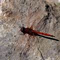 Trithemis_arteriosa_11995