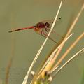 Trithemis_arteriosa_ba7840