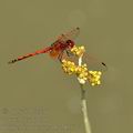 Trithemis_arteriosa_ba7856