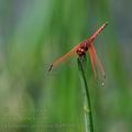 Trithemis_arteriosa_ba9939