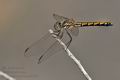 Trithemis_arteriosa_jk0519s