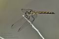 Trithemis_arteriosa_jk0763