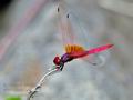 Trithemis_aurora_fd9768