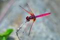 Trithemis_aurora_fd9770