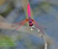 Trithemis_aurora_fd9775