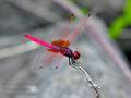 Trithemis_aurora_fd9783