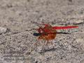 Trithemis_kirbyi_pb060003