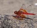 Trithemis_kirbyi_pb060038