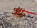 Trithemis_kirbyi_pb060047