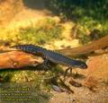 Triturus_alpestris_202