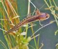 Triturus_alpestris_bh2280