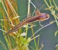 Triturus_alpestris_bh2280