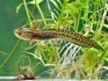 Triturus_alpestris_bh2297