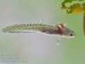 Triturus_alpestris_bh3630